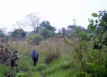 <p> On the entire route savanna alternates with dense rainforest.</p>